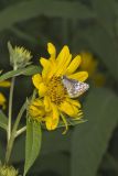 Common Checkered-skipper, Pyrgus communis