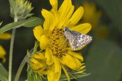 Common Checkered-skipper, Pyrgus communis