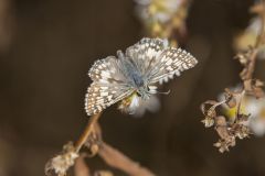 Common Checkered-skipper, Pyrgus communis