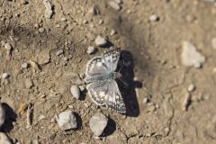 Common Checkered-skipper, Pyrgus communis
