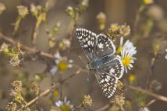 Common Checkered-skipper, Pyrgus communis