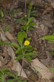 Common Cinquefoil, Potentilla simplex