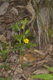 Common Cinquefoil, Potentilla simplex