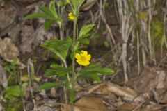 Common Cinquefoil