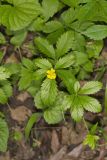 Common Cinquefoil, Potentilla simplex