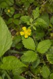 Common Cinquefoil, Potentilla simplex