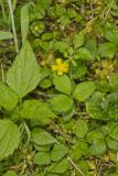 Common Cinquefoil, Potentilla simplex