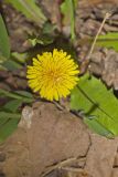 Common Dandelion, Taraxacum officinale