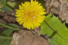Common Dandelion