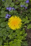 Common Dandelion, Taraxacum officinale