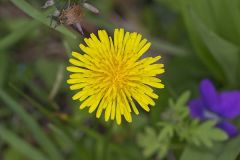 Common Dandelion, Taraxacum officinale