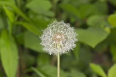 Common Dandelion, Taraxacum officinale