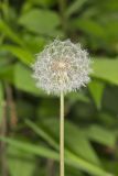 Common Dandelion, Taraxacum officinale