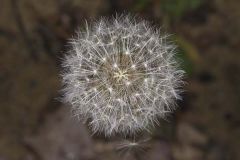 Common Dandelion, Taraxacum officinale