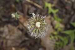 Common Dandelion, Taraxacum officinale
