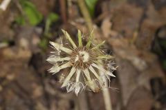 Common Dandelion, Taraxacum officinale
