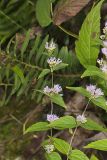 American Dittany, Cunila origanoides