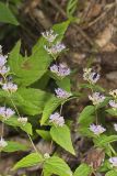 American Dittany, Cunila origanoides