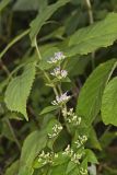 American Dittany, Cunila origanoides