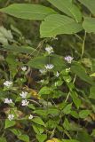 American Dittany, Cunila origanoides