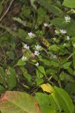 American Dittany, Cunila origanoides