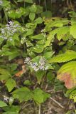American Dittany, Cunila origanoides
