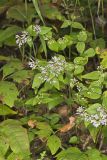 American Dittany, Cunila origanoides