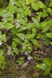 American Dittany, Cunila origanoides