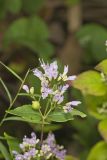 American Dittany, Cunila origanoides