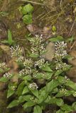 American Dittany, Cunila origanoides