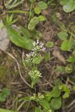 American Dittany, Cunila origanoides