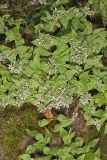 American Dittany, Cunila origanoides