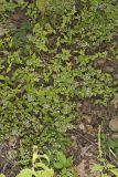 American Dittany, Cunila origanoides