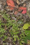 American Dittany, Cunila origanoides