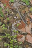 American Dittany, Cunila origanoides