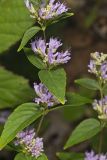 American Dittany, Cunila origanoides