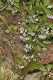 American Dittany, Cunila origanoides