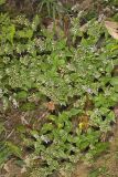 American Dittany, Cunila origanoides