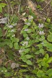 American Dittany, Cunila origanoides