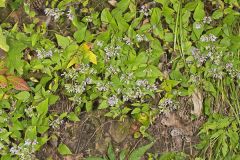 American Dittany, Cunila origanoides