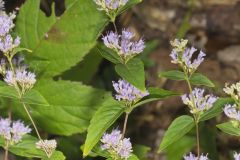 American Dittany, Cunila origanoides