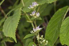 American Dittany, Cunila origanoides