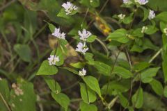 American Dittany, Cunila origanoides