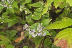 American Dittany, Cunila origanoides