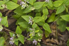 American Dittany, Cunila origanoides