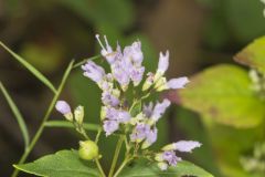 American Dittany, Cunila origanoides