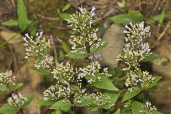 American Dittany, Cunila origanoides