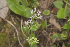 American Dittany Cunila origanoides