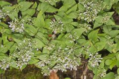 American Dittany Cunila origanoides