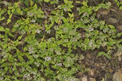 American Dittany, Cunila origanoides